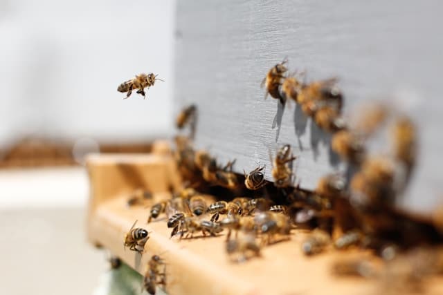 Beekeeping Hacks