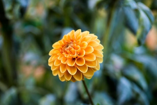 Blooming Flower