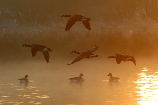 Nature of Geese