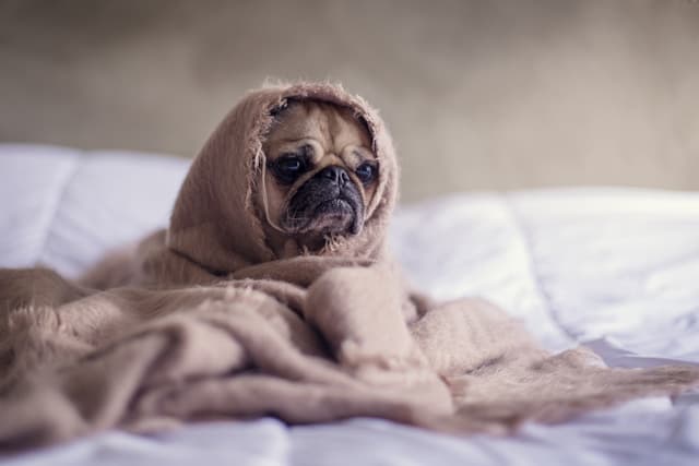 Maggie the Pug