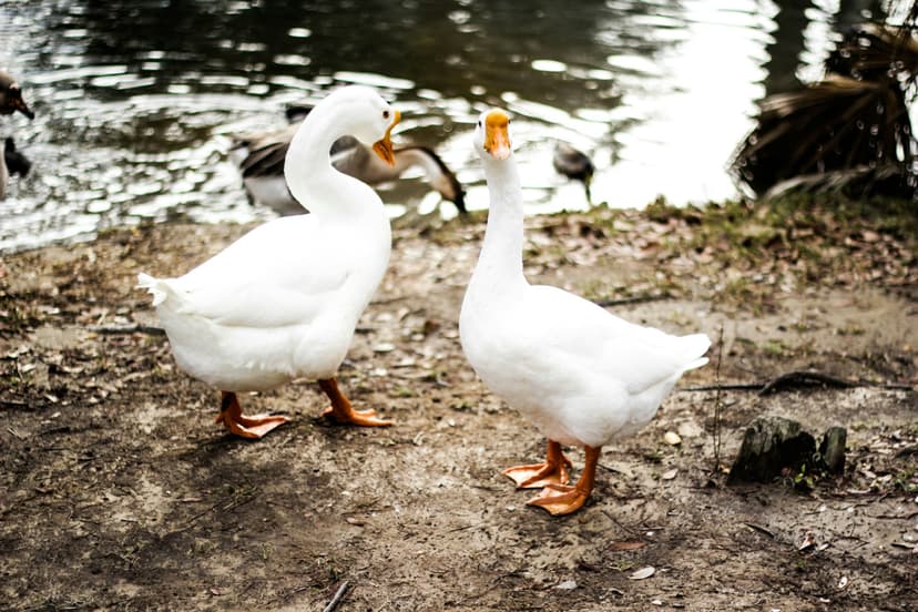 geese